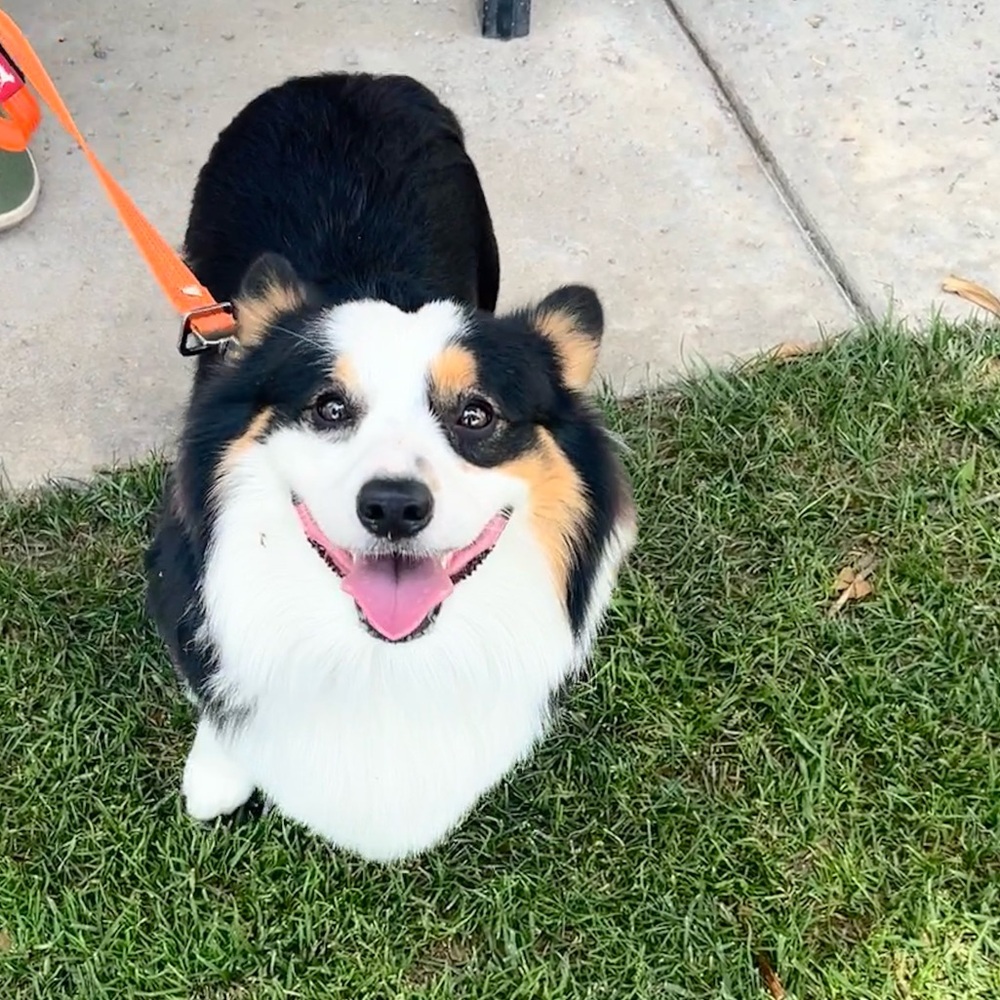 Meet your Posher, Lucy